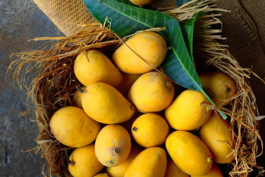 mango varieties