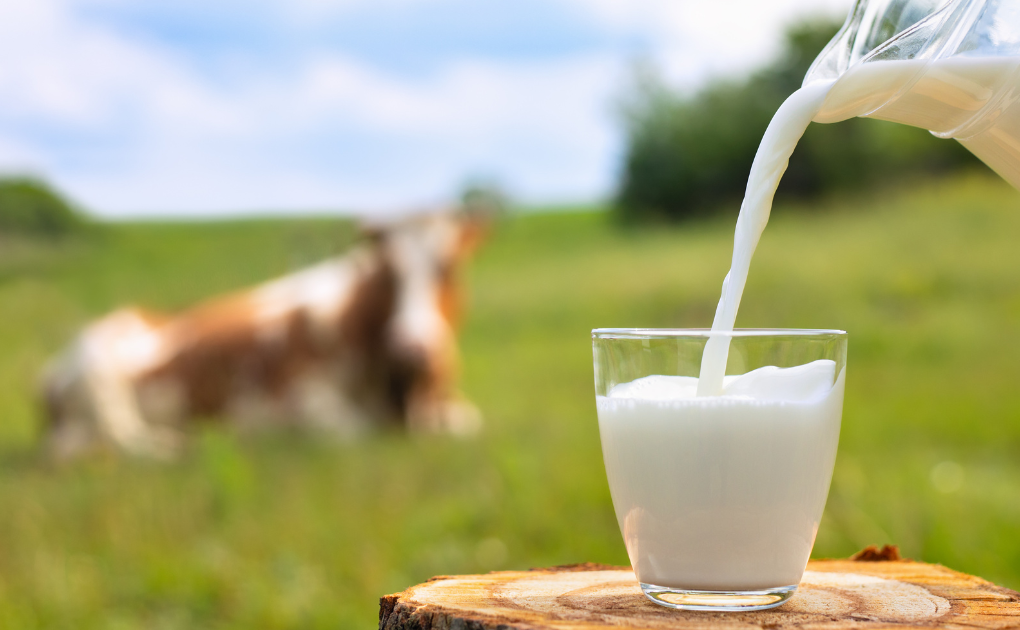 How do different types of milk affect your body